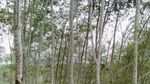 Wisata ke Kebun Karet di Bulukumba