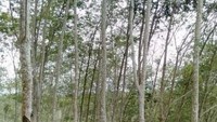 Kebun Karet PT.Lonsum di Desa Tibona