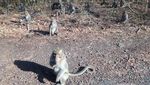 Wisata ke Padang Savana Ala Afrika di Situbondo