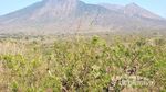 Wisata ke Padang Savana Ala Afrika di Situbondo