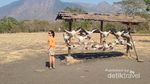 Wisata ke Padang Savana Ala Afrika di Situbondo