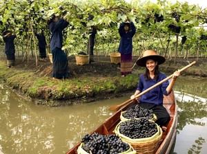 Wisata Kebun Anggur di Thailand? Berikut 3 Lokasinya