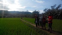 Trekking menyusuri hijaunyasawah di Desa Sawarna