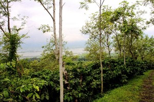 Wisata Kopi di Kampoeng Kopi Banaran, Semarang