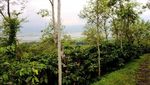 Wisata Kopi di Kampoeng Kopi Banaran, Semarang