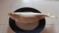 Ikan Terubuk mentah dengan berat sekitar 1 kg.