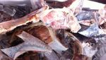 Wisata Kuliner Rahang Tuna Bakar Rica Manado yang Bikin Goyang Lidah