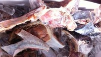Memilih rahang ikan