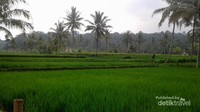 Pemandangan disamping warung juga tak kalah sedap