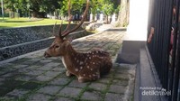 Kijang Bogor tak takut manusia