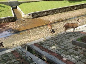 Wisata Murah Meriah di Bogor, Ini Caranya