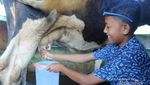 Wisata Peternakan di Aceh, Bisa Minum Susu Lho!