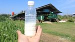 Wisata Peternakan di Aceh, Bisa Minum Susu Lho!