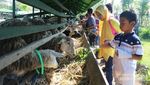 Wisata Peternakan di Aceh, Bisa Minum Susu Lho!