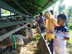 Wisata Peternakan di Aceh, Bisa Minum Susu Lho!