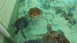 Wisata Sambil Belajar di Penangkaran Penyu Pangandaran