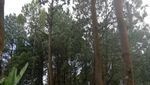 Wisata Sejuk di Tengah Hutan Pinus, Coban Talun