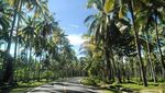 Wisata Selancar di Pantai Krui, Lampung yang Tersembunyi