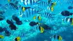 Wisata Sempurna di Pulau Bora-bora, Polinesia
