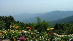 Wisata Seru ke Bekas Ladang Opium!