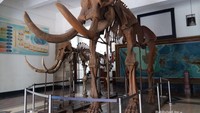 Replika Fosil Mammoth atau Gajah Purba