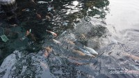 Ikan di Umbul Ponggok dengan air yang bening. Kita bisa memberi mereka makan