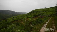 Harus jalan kaki menuruni sawah dan perkebunan teh
