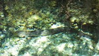 Belut di Kolam Wiselaka (sumber: teguhgigoaryanto.wordpress.com)