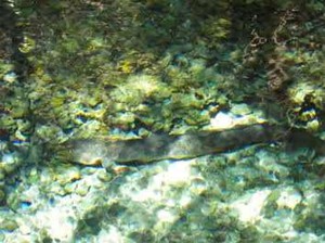 Wow! Ada Belut Raksasa di Desa Waai, Ambon