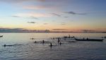 Wow! Ada Burung Pelikan Australia di Maluku