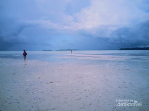 Wow! Ada Burung Pelikan Australia di Maluku