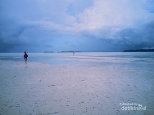 Wow! Ada Burung Pelikan Australia di Maluku