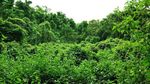 Wow! Ada Cermin Raksasa di Kalimantan Timur