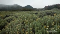 Bunga Edelweiss di Tegal Alun