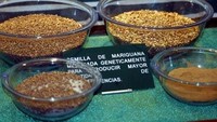 Contoh mariyuana (veracidadinformativa.blogspot.com)