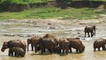 Wow! Ada Panti Asuhan Khusus Gajah di Sri Lanka