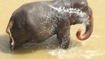 Wow! Ada Panti Asuhan Khusus Gajah di Sri Lanka