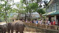 Panti asuhan gajah jadi favorit wisatawan di Sri Lanka (Fitraya/detikTravel)