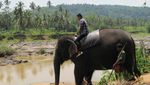 Wow! Ada Panti Asuhan Khusus Gajah di Sri Lanka