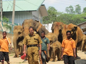 Wow! Ada Panti Asuhan Khusus Gajah di Sri Lanka