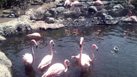 flamingoo di Batu Secret Zoo