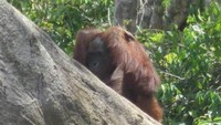 Orangutan di Danau Tahai (dok. sendia berka /dtraveller)