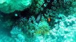 Wow! Anambas Jadi Pulau Tropis Paling Indah se-Asia