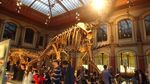 Wow! Kerangka Dinosaurus Terbesar di Dunia Ada di Berlin