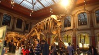 Giraffatitan Brancai, senantiasa menyambut pengunjung yang masuk ke dalam Museum Huboldt