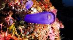 Wow! Pangeran William Pernah Diving di Maratua