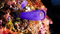 Cantiknya bawah laut Maratua (sumber: maratua.com)