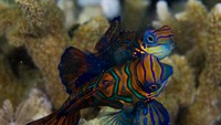 Ikan di Maratua (sumber: maratua.com)