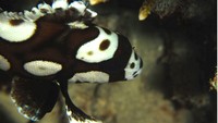Lucunya penghuni laut Maratua (sumber: maratua.com)