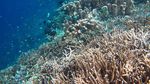 Wow! Pangeran William Pernah Diving di Maratua